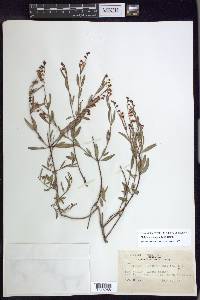 Galphimia angustifolia image