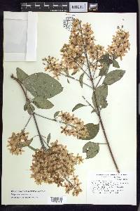 Galphimia paniculata image