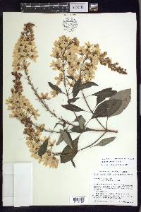 Galphimia grandiflora image