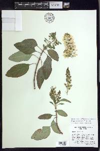 Galphimia floribunda image