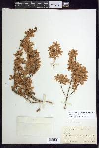 Galphimia paniculata image