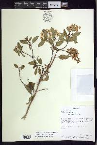 Galphimia speciosa image