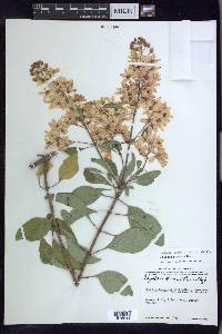 Galphimia paniculata image