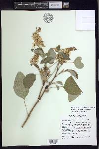 Galphimia floribunda image