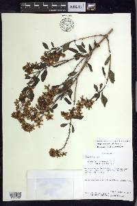 Galphimia speciosa image