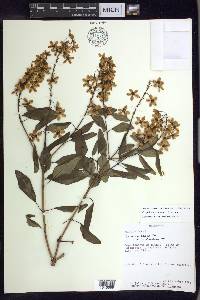 Galphimia speciosa image