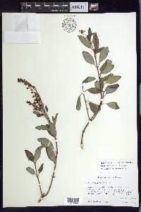 Galphimia speciosa image