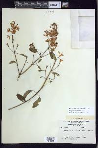 Galphimia paniculata image