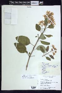 Galphimia paniculata image