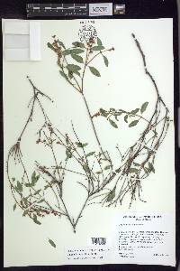 Galphimia angustifolia image