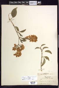 Galphimia paniculata image