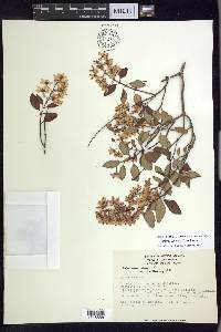 Galphimia speciosa image