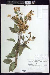 Galphimia paniculata image