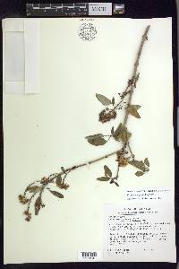Galphimia glandulosa image