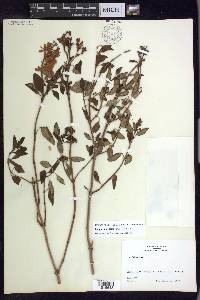 Galphimia speciosa image