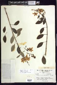 Galphimia grandiflora image