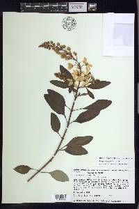 Galphimia grandiflora image