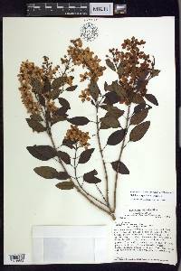 Galphimia speciosa image