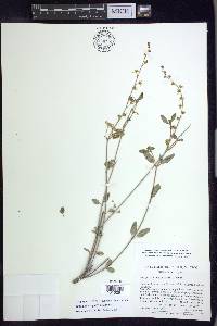 Galphimia angustifolia image