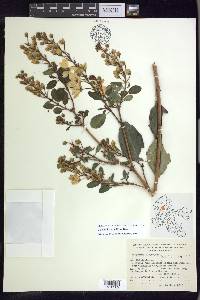 Galphimia grandiflora image