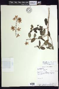 Galphimia speciosa image