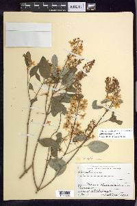 Galphimia paniculata image