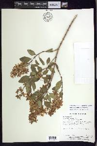 Galphimia speciosa image