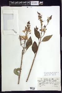 Galphimia floribunda image