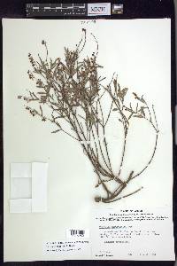 Galphimia angustifolia image