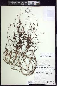 Galphimia angustifolia image