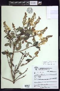 Galphimia grandiflora image