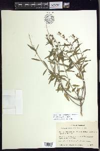 Galphimia angustifolia image