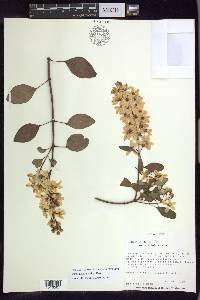 Galphimia grandiflora image