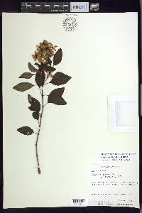 Galphimia speciosa image