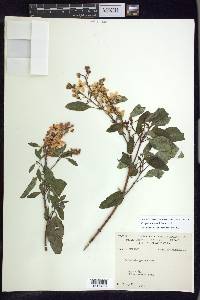 Galphimia grandiflora image