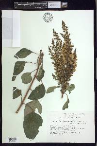 Galphimia floribunda image