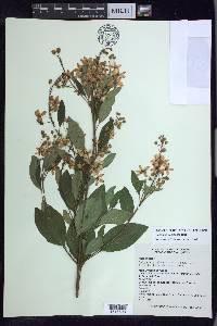 Galphimia paniculata image