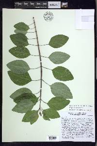 Galphimia paniculata image