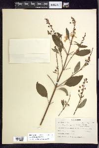 Galphimia paniculata image