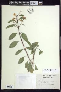 Galphimia paniculata image