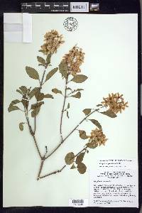 Galphimia paniculata image