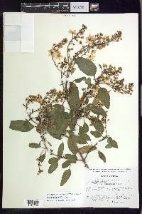 Galphimia grandiflora image