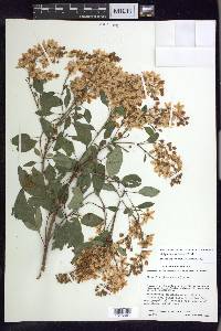 Galphimia paniculata image