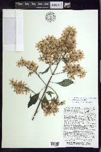 Galphimia paniculata image