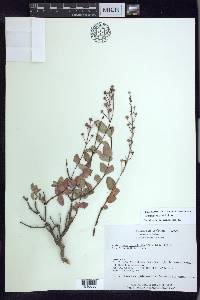 Galphimia sessilifolia image