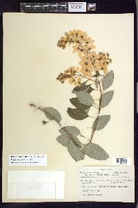 Galphimia grandiflora image