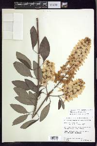 Galphimia grandiflora image