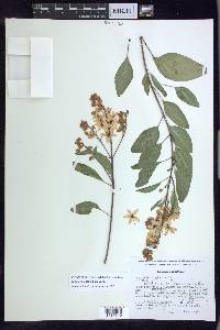 Galphimia paniculata image