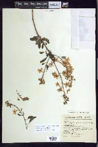 Galphimia paniculata image