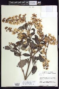 Galphimia grandiflora image